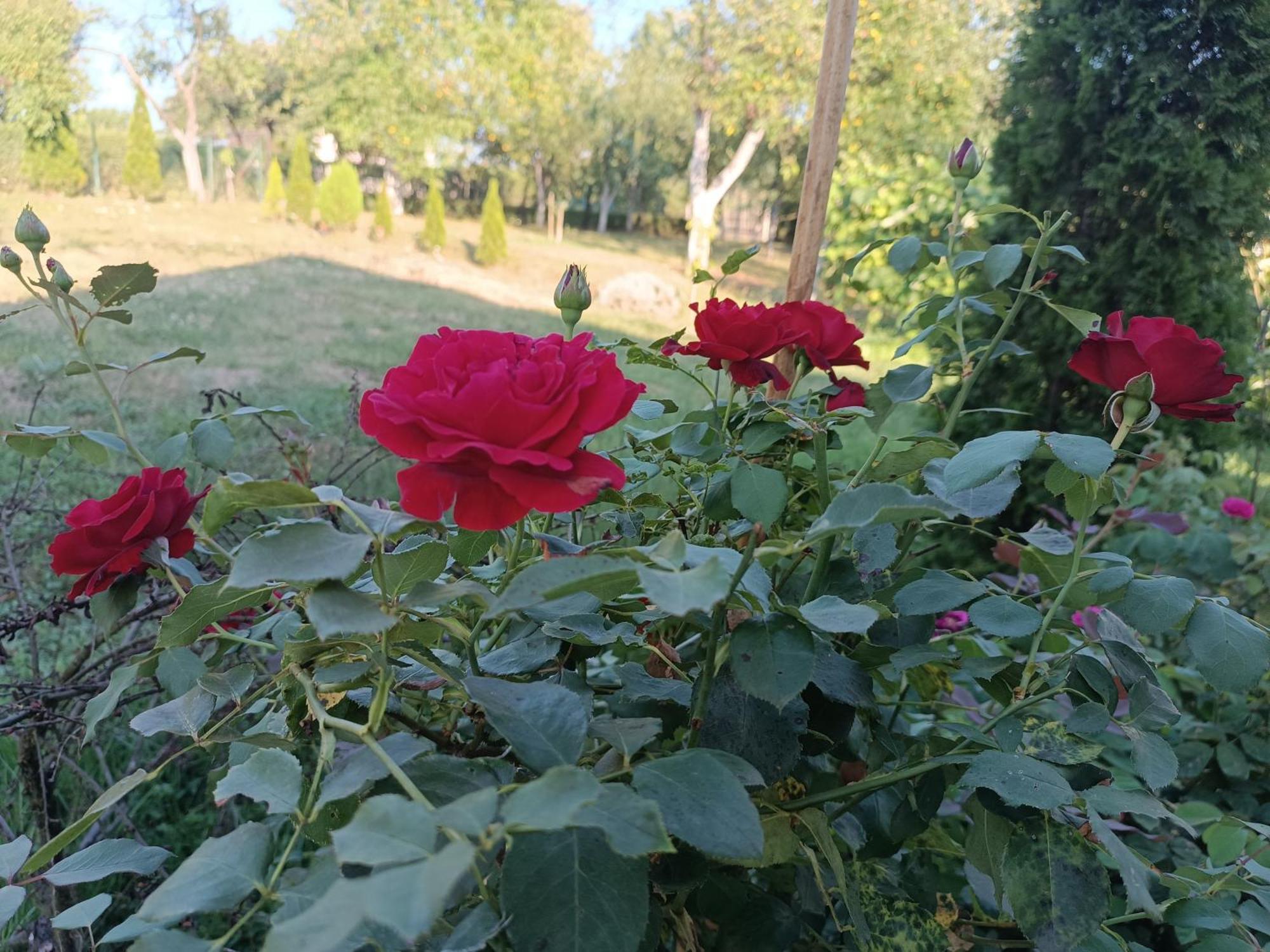 Guest House Bee Високо Экстерьер фото